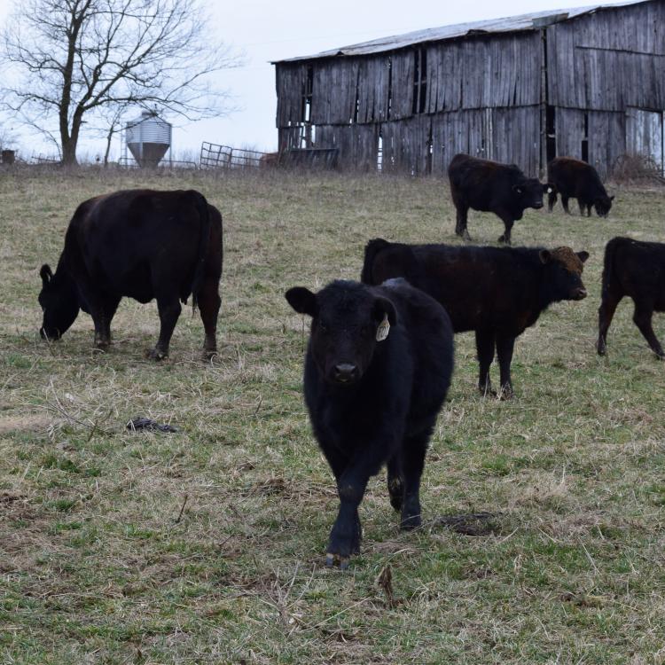  Cows in field in front of barn